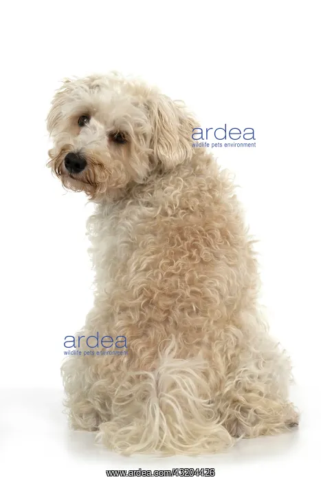 : DOG. Schnoodle, (Schnauzer X Poodle ) sitting, l : DOG. Schnoodle, (Schnauzer X Poodle ) sitting, l
