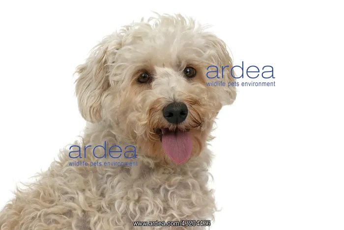 : DOG. Schnoodle, (Schnauzer X Poodle ) sitting, l : DOG. Schnoodle, (Schnauzer X Poodle ) sitting, l