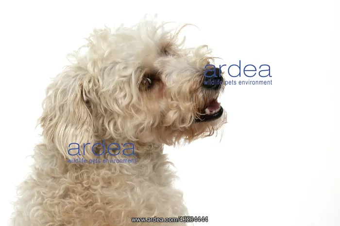 : DOG. Schnoodle, (Schnauzer X Poodle ) sitting, l : DOG. Schnoodle, (Schnauzer X Poodle ) sitting, l
