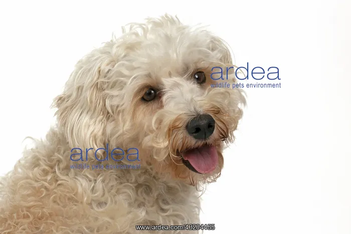 : DOG. Schnoodle, (Schnauzer X Poodle ) sitting, l : DOG. Schnoodle, (Schnauzer X Poodle ) sitting, l