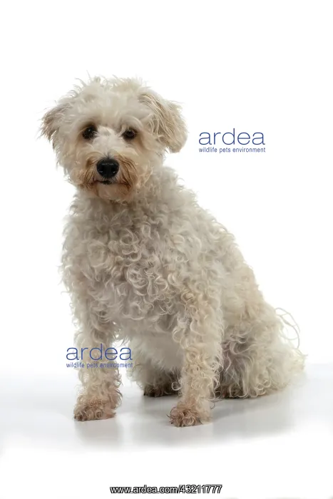  : DOG. Schnoodle, (Schnauzer X Poodle ) sitting, l