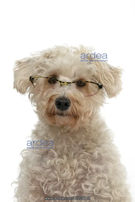 : DOG. Schnoodle, (Schnauzer X Poodle ) sitting, w : DOG. Schnoodle, (Schnauzer X Poodle ) sitting, w