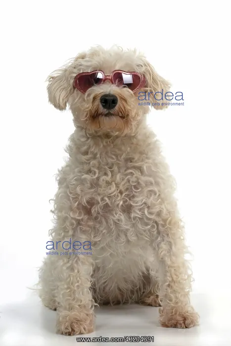: DOG. Schnoodle, (Schnauzer X Poodle ) wearing su : DOG. Schnoodle, (Schnauzer X Poodle ) wearing su