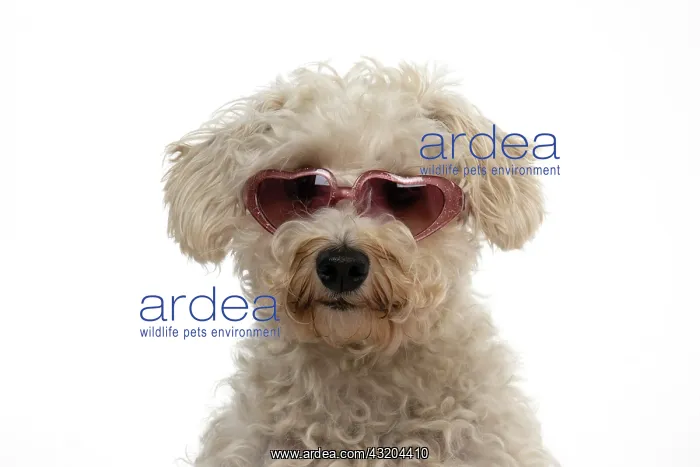 : DOG. Schnoodle, (Schnauzer X Poodle ) wearing su : DOG. Schnoodle, (Schnauzer X Poodle ) wearing su