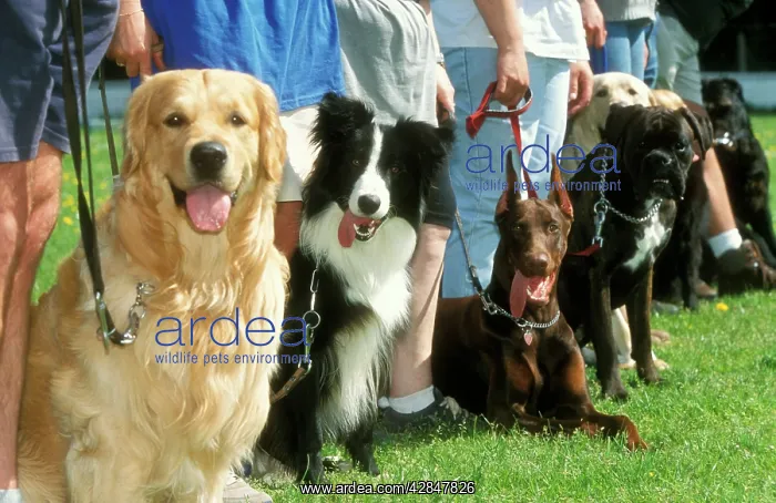 : DOG SCHOOL - training class, line of breeds, panting : DOG SCHOOL - training class, line of breeds, panting