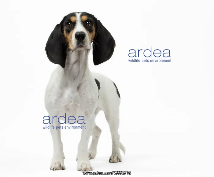  : Dog Schweizer Laufhund  /  Swiss Hound