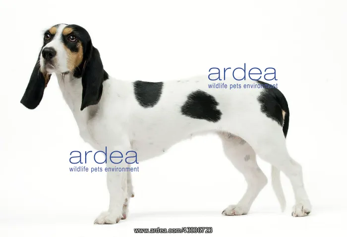  : Dog Schweizer Laufhund  /  Swiss Hound