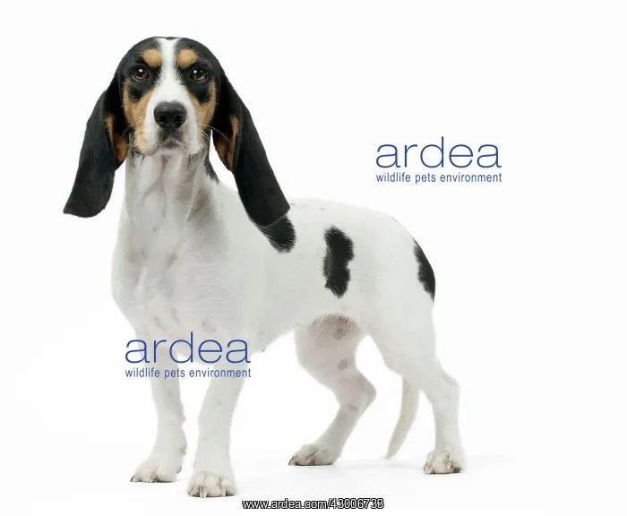  : Dog Schweizer Laufhund  /  Swiss Hound