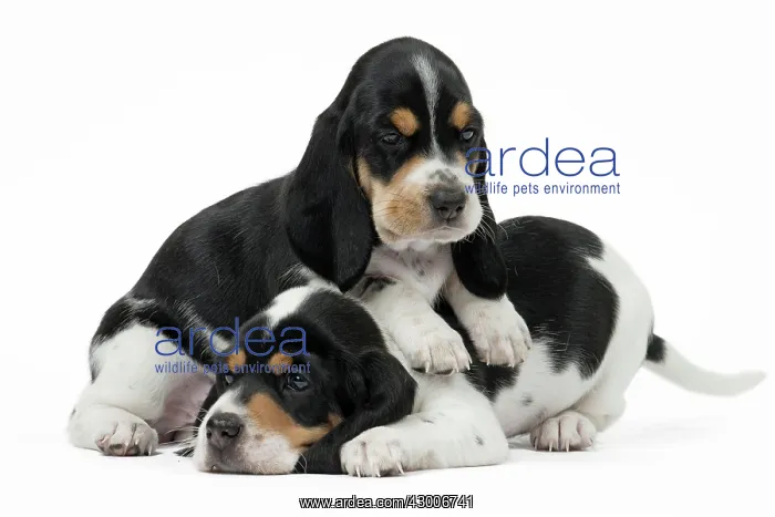 : Dog Schweizer Laufhund / Swiss Hound : Dog Schweizer Laufhund / Swiss Hound