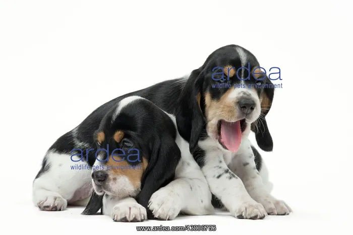 : Dog Schweizer Laufhund / Swiss Hound : Dog Schweizer Laufhund / Swiss Hound
