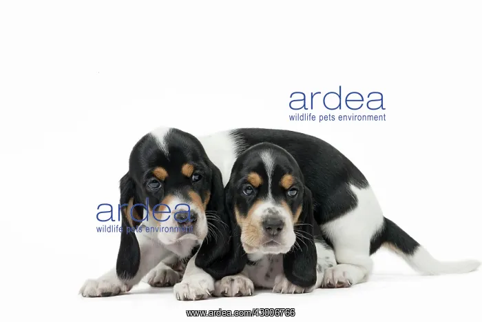 : Dog Schweizer Laufhund / Swiss Hound : Dog Schweizer Laufhund / Swiss Hound