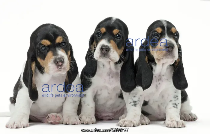 : Dog Schweizer Laufhund / Swiss Hound : Dog Schweizer Laufhund / Swiss Hound