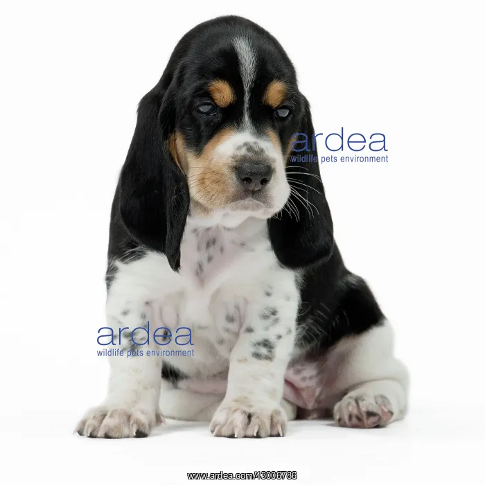 : Dog Schweizer Laufhund / Swiss Hound : Dog Schweizer Laufhund / Swiss Hound