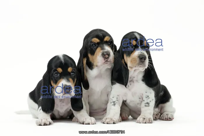 : Dog Schweizer Laufhund / Swiss Hound : Dog Schweizer Laufhund / Swiss Hound