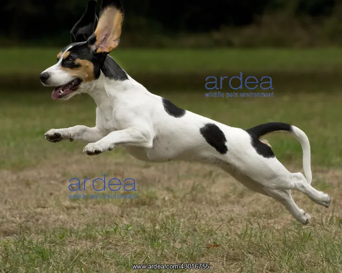  : Dog Schweizer Laufhund  /  Swiss Hound