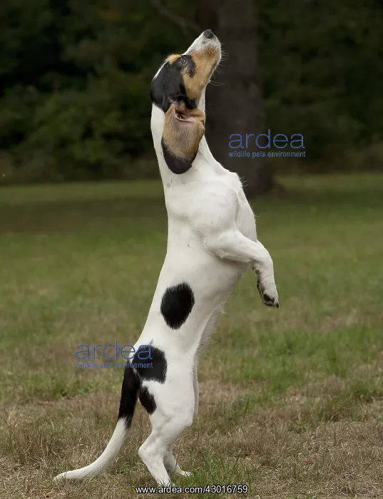  : Dog Schweizer Laufhund  /  Swiss Hound