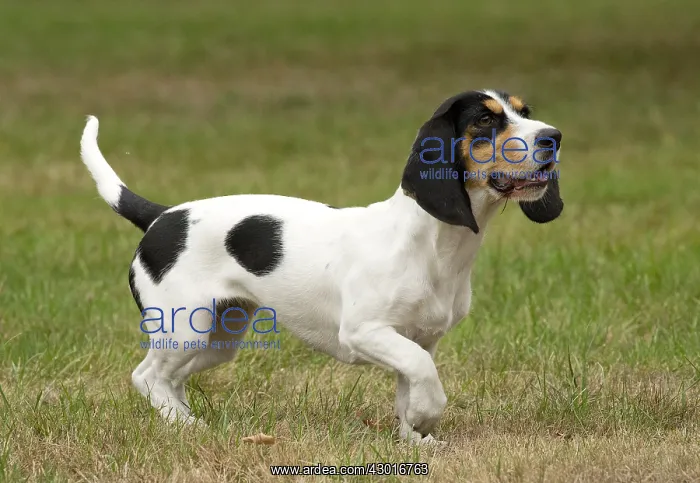  : Dog Schweizer Laufhund  /  Swiss Hound