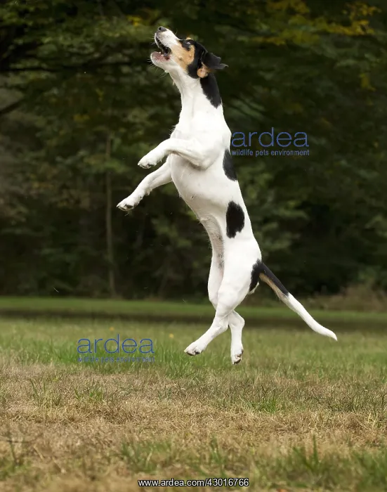  : Dog Schweizer Laufhund  /  Swiss Hound