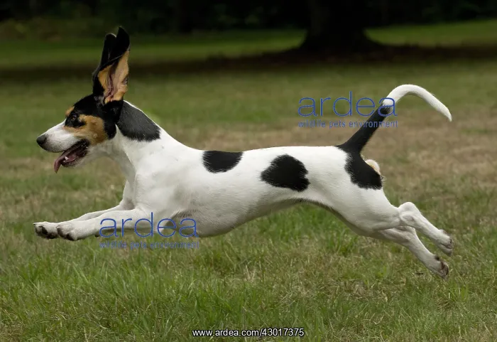  : Dog Schweizer Laufhund  /  Swiss Hound