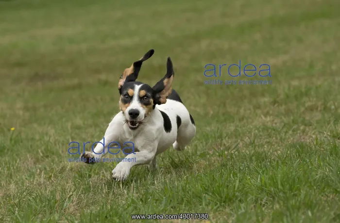  : Dog Schweizer Laufhund  /  Swiss Hound