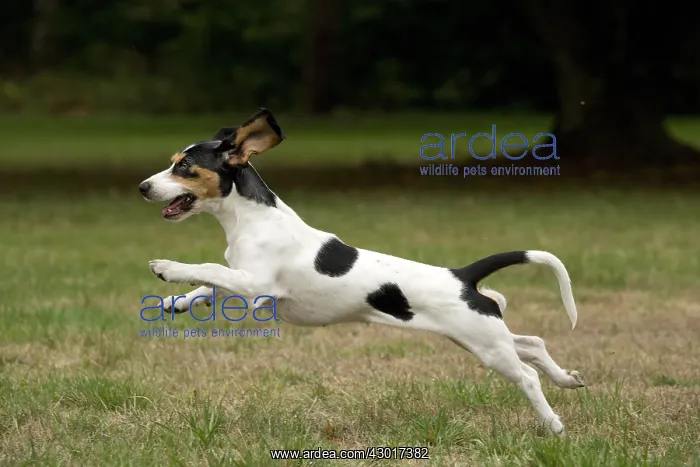 : Dog Schweizer Laufhund  /  Swiss Hound