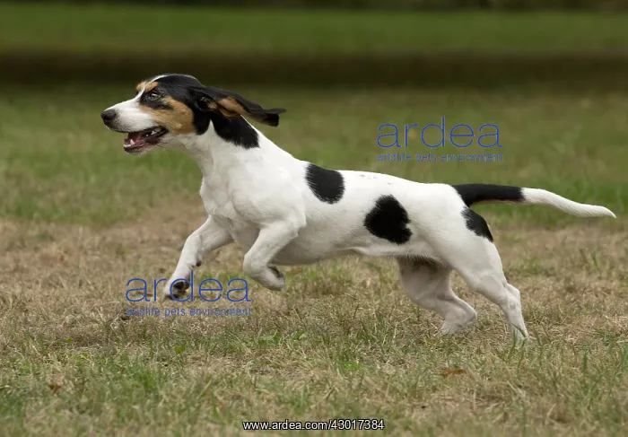  : Dog Schweizer Laufhund  /  Swiss Hound