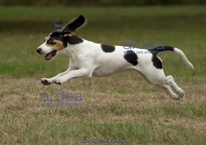  : Dog Schweizer Laufhund  /  Swiss Hound