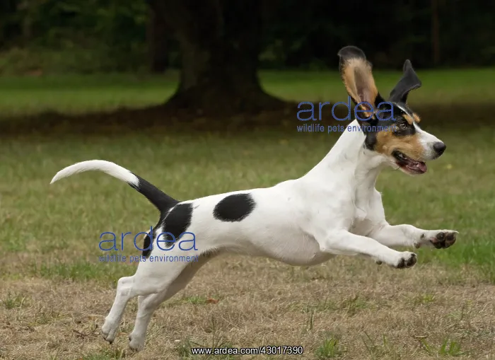  : Dog Schweizer Laufhund  /  Swiss Hound