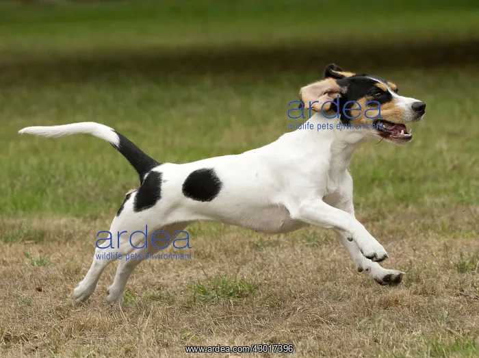  : Dog Schweizer Laufhund  /  Swiss Hound