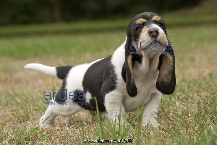  : Dog Schweizer Laufhund  /  Swiss Hound