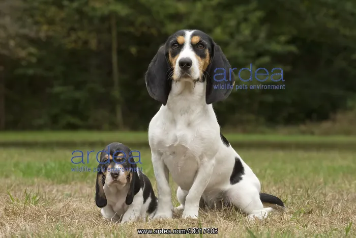  : Dog Schweizer Laufhund  /  Swiss Hound