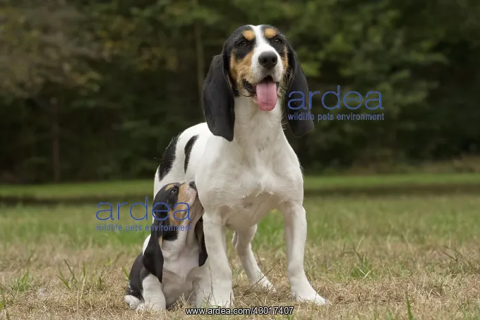  : Dog Schweizer Laufhund  /  Swiss Hound
