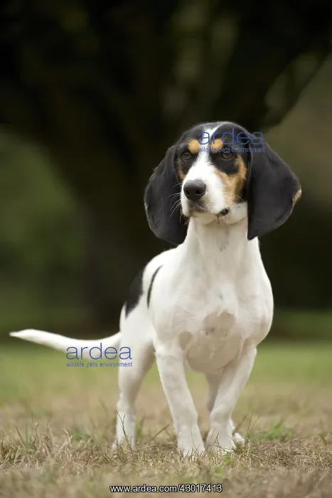  : Dog Schweizer Laufhund  /  Swiss Hound