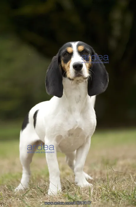  : Dog Schweizer Laufhund  /  Swiss Hound
