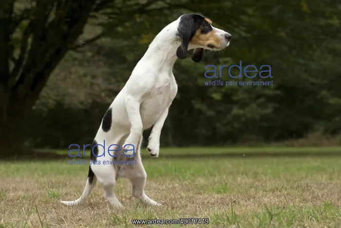  : Dog Schweizer Laufhund  /  Swiss Hound