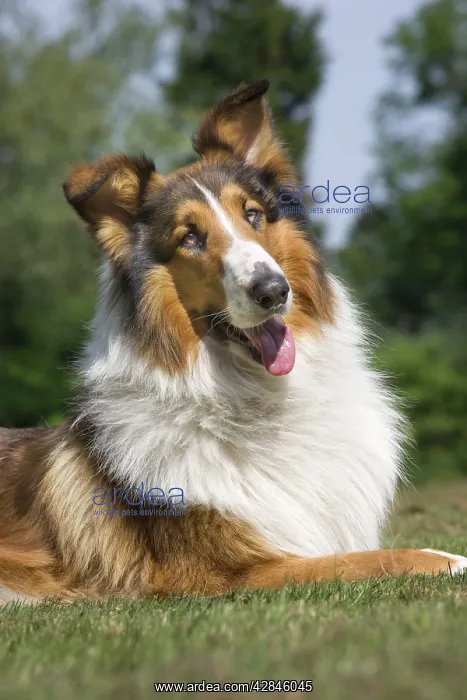 : Dog - Scotch / Scottish Collie - in garden : Dog - Scotch / Scottish Collie - in garden