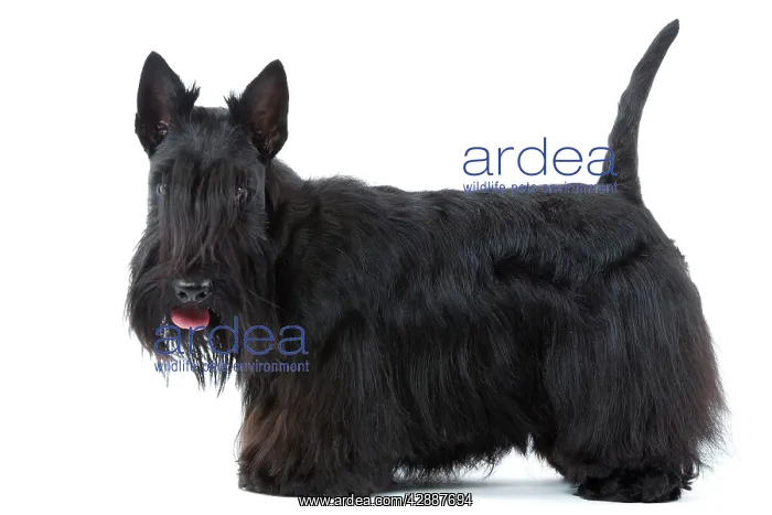  : Dog - Scottish  /  Aberdeen Terrier