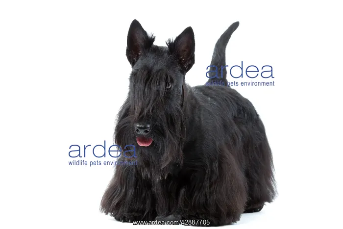  : Dog - Scottish  /  Aberdeen Terrier