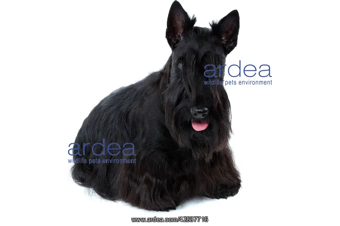  : Dog - Scottish  /  Aberdeen Terrier