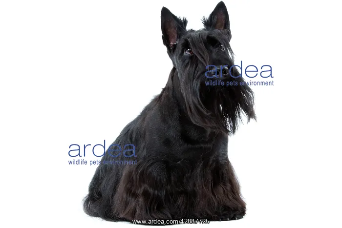  : Dog - Scottish  /  Aberdeen Terrier