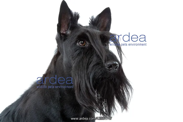  : Dog - Scottish  /  Aberdeen Terrier