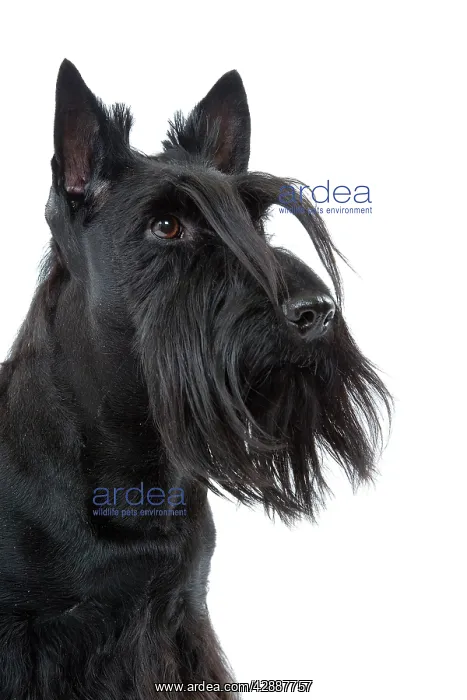  : Dog - Scottish  /  Aberdeen Terrier