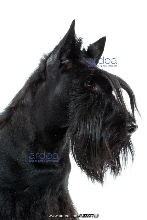  : Dog - Scottish  /  Aberdeen Terrier