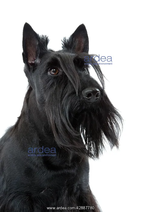  : Dog - Scottish  /  Aberdeen Terrier