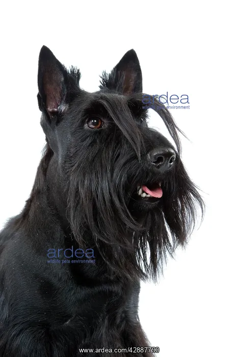  : Dog - Scottish  /  Aberdeen Terrier