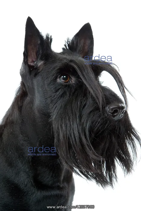  : Dog - Scottish  /  Aberdeen Terrier