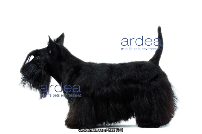  : Dog - Scottish  /  Aberdeen Terrier