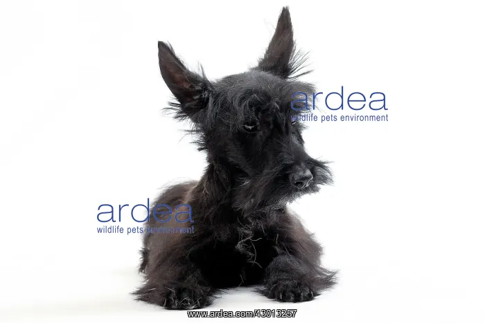  : Dog Scottish  /  Aberdeen Terrier
