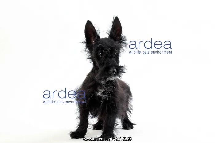  : Dog Scottish  /  Aberdeen Terrier