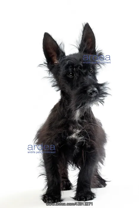 : Dog Scottish  /  Aberdeen Terrier